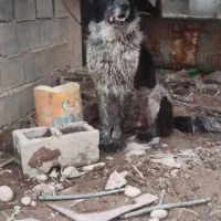 فروش نر قدر جونی نر اله خاسگری