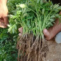 شیتیل گوجه|گل و گیاه طبیعی|کشاورز, |دیوار