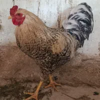 خروس