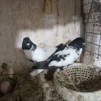 کبوتر فروشی