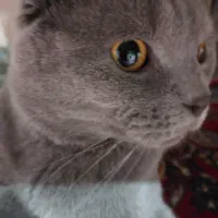 گربه اسکاتیش نر فولد جهت جفت گیری