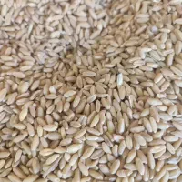 گندمدیمه|عمدهفروشی|مشهد, كنويست|دیوار