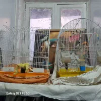 عروس با قفس