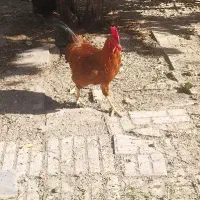 خروس