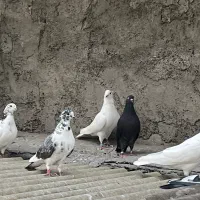 کفتر|پرنده|تهران, دهکده المپیک|دیوار