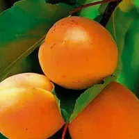 پیشفروش نهال زردآلو پرتقالی لیبل دار