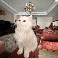 گربه ماده جهت جفت گیری