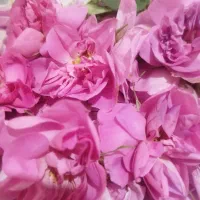 گل محمدی و غنچه