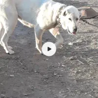 توله ماده 9ماه خراسانی اصل گلگی