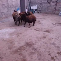 گوسفند|حیوانات مزرعه|قره کهریز, |دیوار