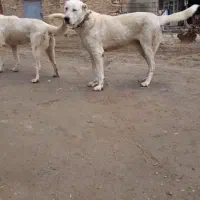 سگ سرابی اصل