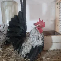 مرغ وخروس جاپنیزدرجک یک