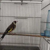 سره ماده کشیده
