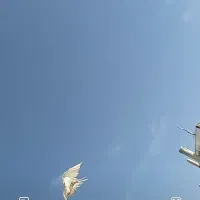 بلند‌‌پرواز‌‌ملقی