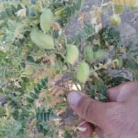 نوخه سبز تازه