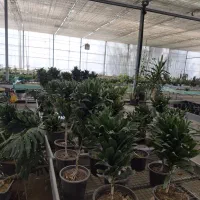 فروش استثنایی گل و گیاهان زینتی و آپارتمانی
