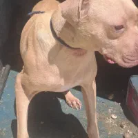 سگ پیت بول ماده
