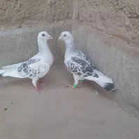 پلنگ