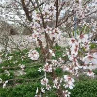 ریشه انگور سفید