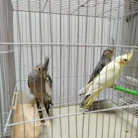 عروس هلندی