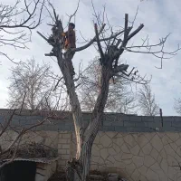 خریدار  چوب عیزمی کفبری درخت خشک