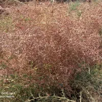 کاه وخارشتردرجه یک فروشی