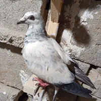 کبوتر|پرنده|زابل, |دیوار