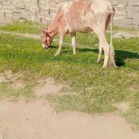 گاو گوساله