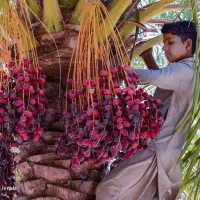 درخت خرما اجاره میکنم و سبدی