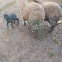 بره چاق پایززا