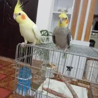 فروش یک جفت عروس هلندی به همراه یک جوجه