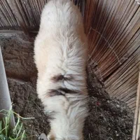 قوچ|حیوانات مزرعه|رودان, |دیوار