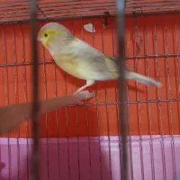قناری ماده اهویی