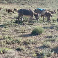 خر دوساله گله ای