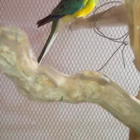 طوطی نر نیوفوما معروف به آواز خوان