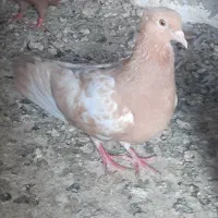 کفتر ماده