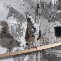 کبوتر