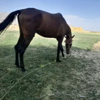 اسب نریان کرد