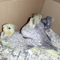عروس هلندی سرلاکی