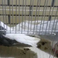 جفت امری چپ راست