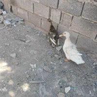 اردک تخم گذار