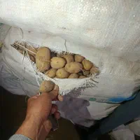 سیب زمینی دامی
