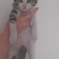 واگذاری فوری بچه گربه