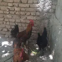 خروس گلپایگانی جوان