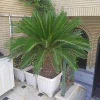 گل سیکاس ویوکا خیلی خیلی خیلی بزرگ