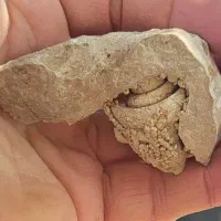فسیل چند میلیون ساله