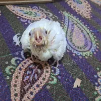 جوجه عروس هلندی