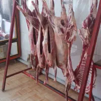 ذبح وسلاخی وقصابی گوسفنددرمکان وفروش گوسفند