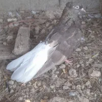 دوکت و دم سفید