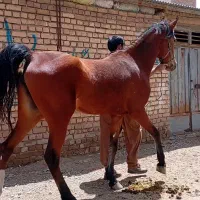 مادیان درشت
